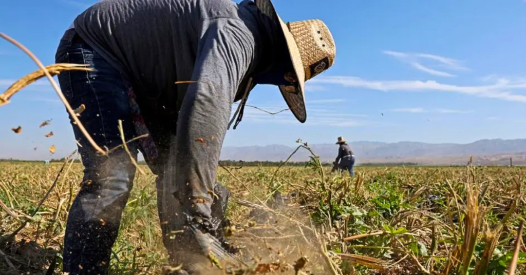 American farmers news